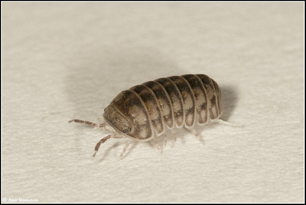 Isopoda d''Israele - Armadillo officinalis